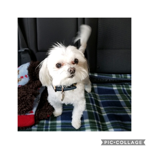 Meet Pixel and Mobo - Picture 3 of 6